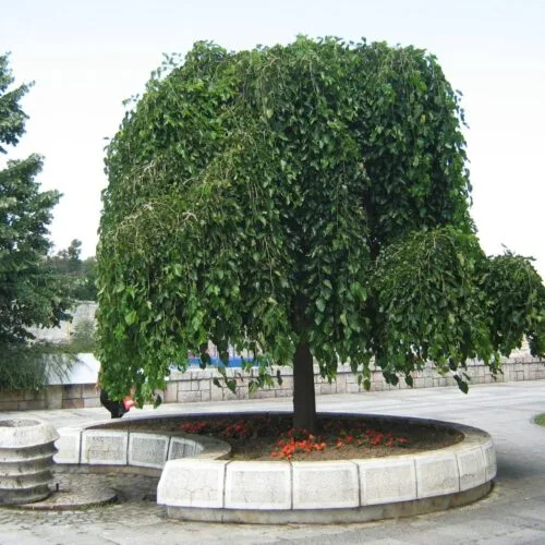 Sadnice Padajuci dud (Morus Alba Pendula)