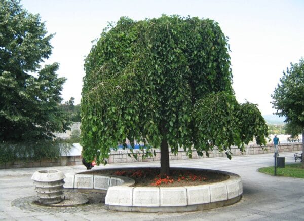 Sadnice Padajuci dud (Morus Alba Pendula)