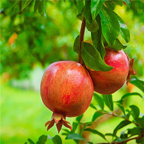 Sadnice Nara (Punica granatum)