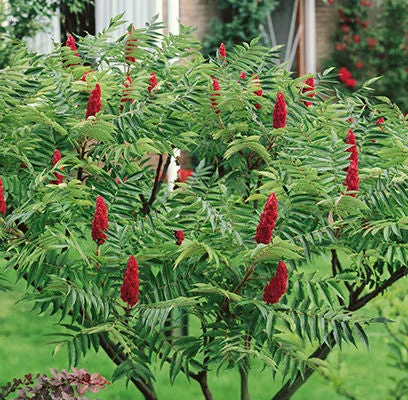 Sadnice Rhus - ruj