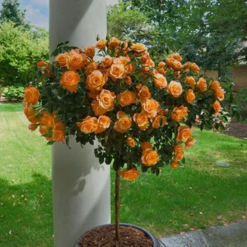 SHB2168_Bareroot_Rose_Orange_MiniFlora_Patio_Tree_UPC_840125216753_01 Sadnice Ruže Stablašice -Narandžasta
