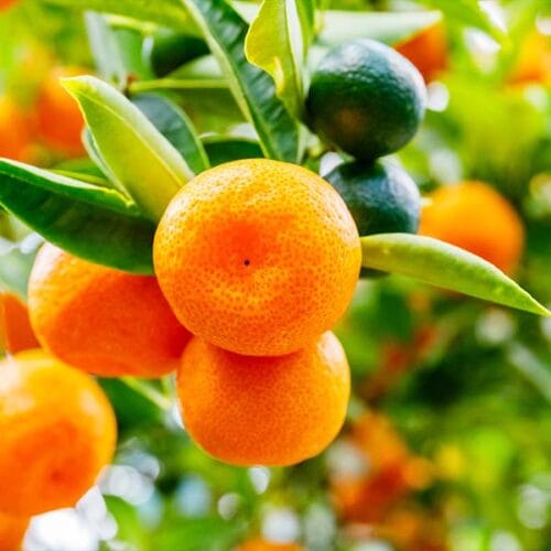 Sadnice Mandarine