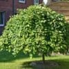 Sadnice Padajuce vrbe (Salix Pendula)