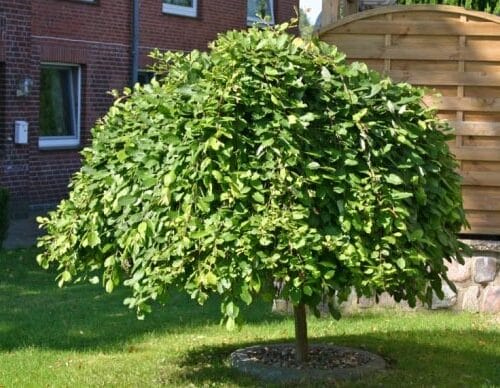 Sadnice Padajuce vrbe (Salix Pendula)