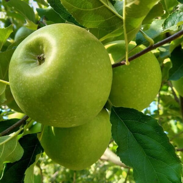 Sadnice Jabuke-Granny Smith