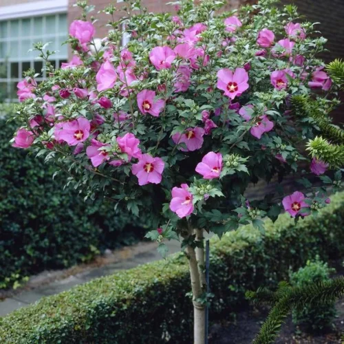 Sadnice Hibiskusa