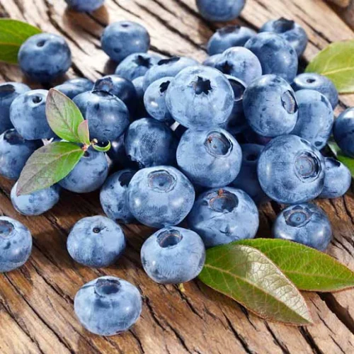 Sadnice Borovnice (BlueCrop)