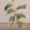 Sadnice Albicije (Kineska Mimoza)