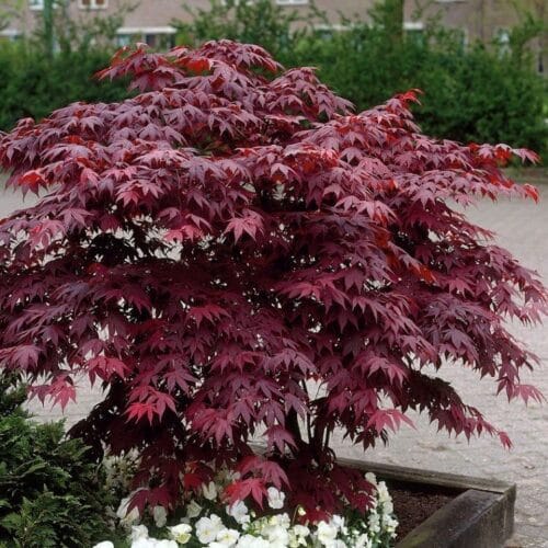 Sadnice Japanski Javor(Acer palmatum)