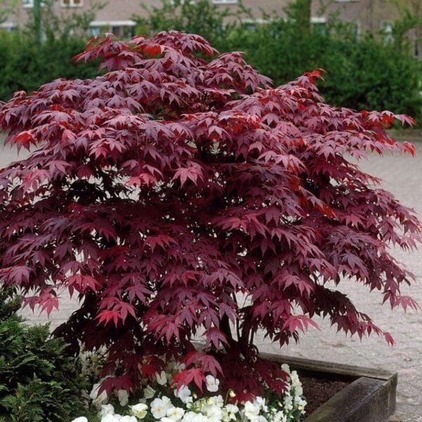 Sadnice Japanski Javor(Acer palmatum)