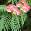Sadnice Albicije (Kineska Mimoza)