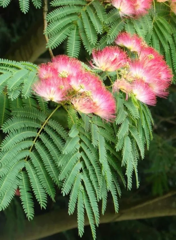 Sadnice Albicije (Kineska Mimoza)