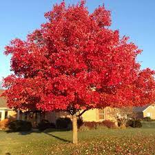 Sadnice Crveni Hrast(Quercus rubra)