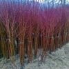 Sadnice Breskve Red Heven