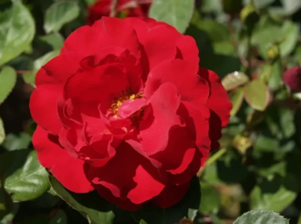 floribunda-roses-lili-marlene_nen_1760 Sadnice Polijanta Lili Marlen