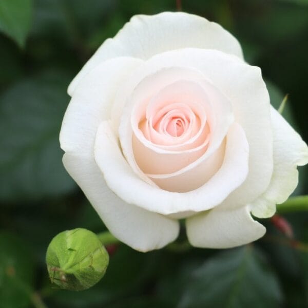 Bridal-Akito-Rose-1 Čajevka Akito