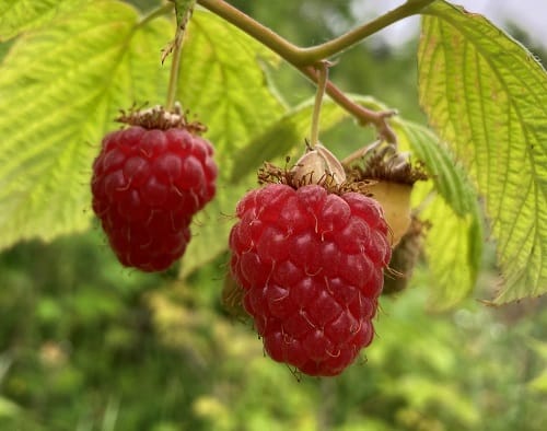 Malina Polana