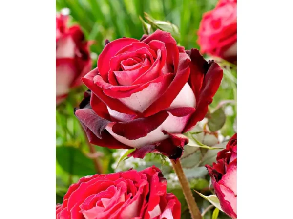 rose-cultivation-variet-rose-rosa-osiria_nen_12843 Čajevka Osirija