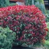 Fotinija(Red Robin)