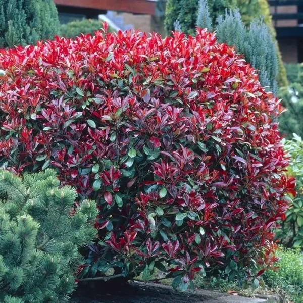 Fotinija(Red Robin)
