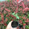 Fotinija(Red Robin)