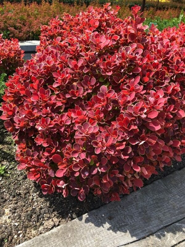 Crveni Berberis-Berberis thunbergi