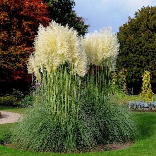Pampas Sadnica Bela