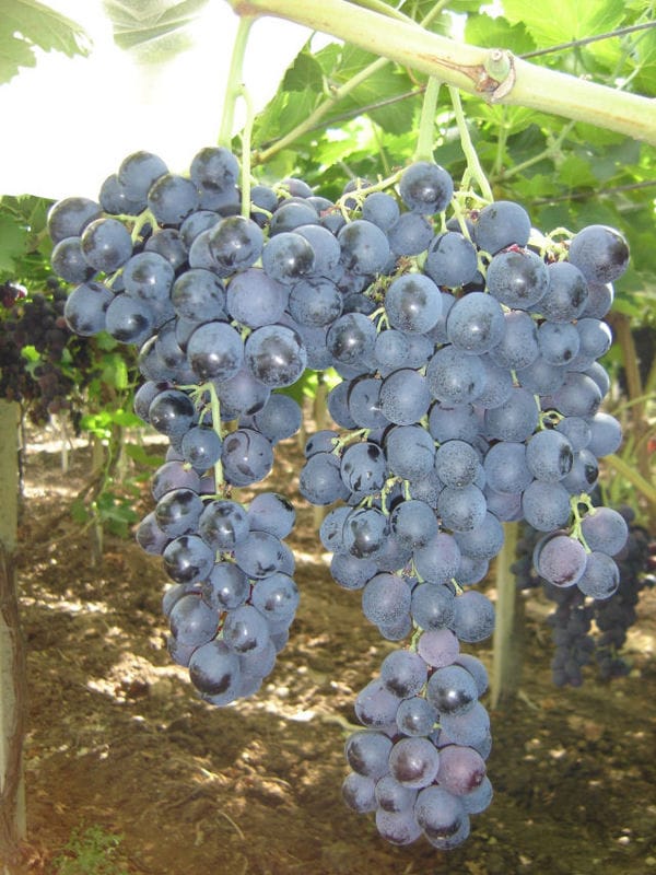 Vinova Loza Misel Palieri