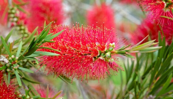 Kalistemon