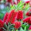 Kalistemon